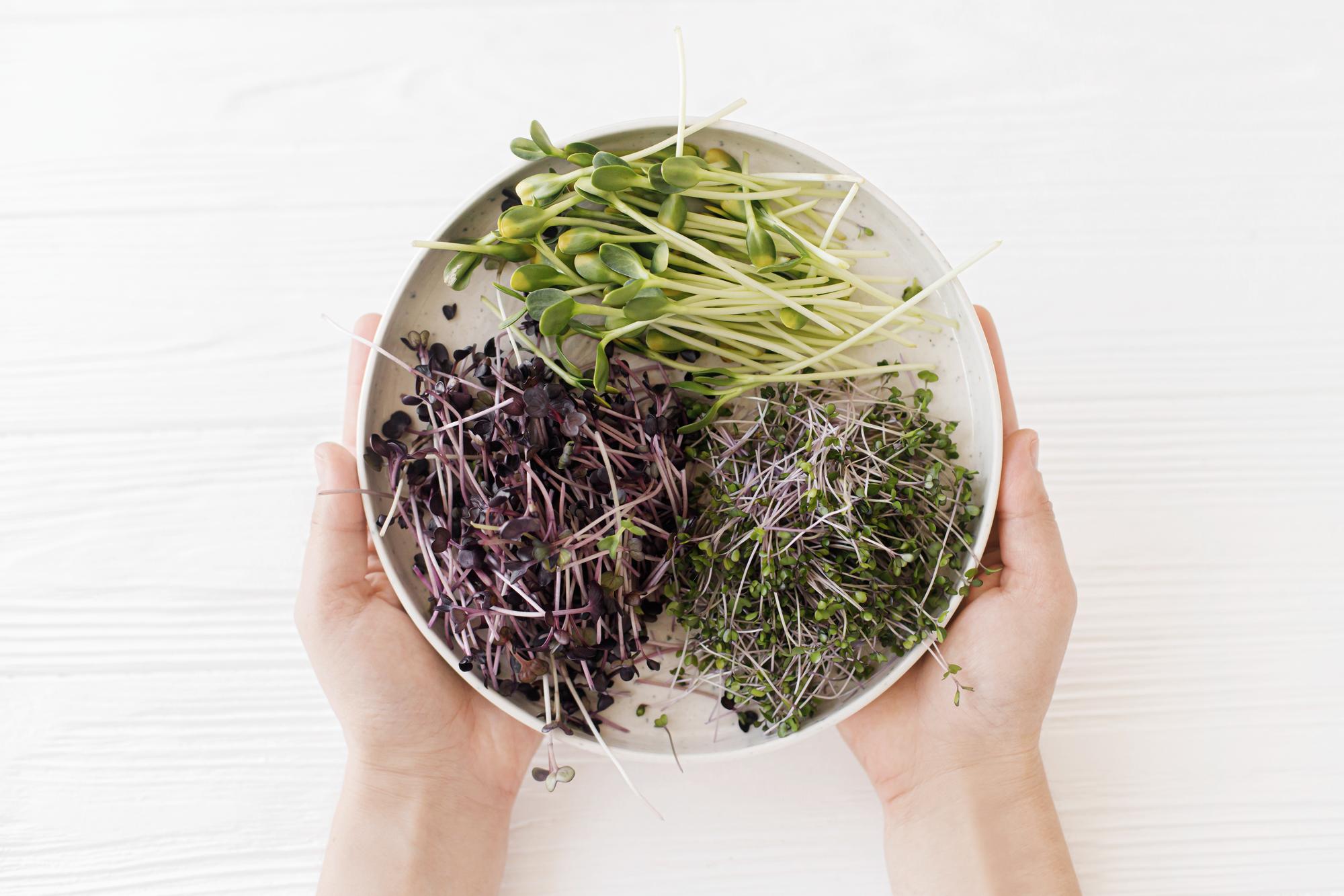 Hands garnishing a bowl with microgreens